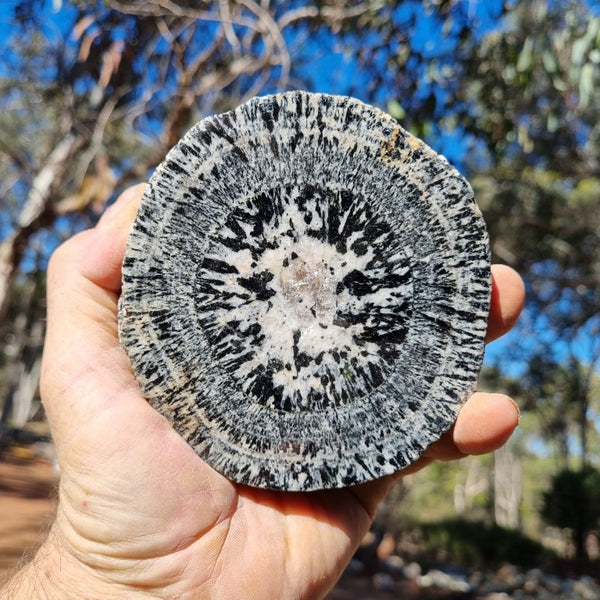 Polished Orbicular Granite. OG172