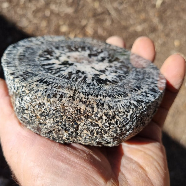 Polished Orbicular Granite. OG172