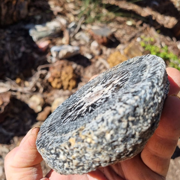 Polished Orbicular Granite. OG172