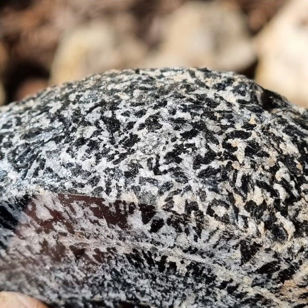 Polished Orbicular Granite. OG172