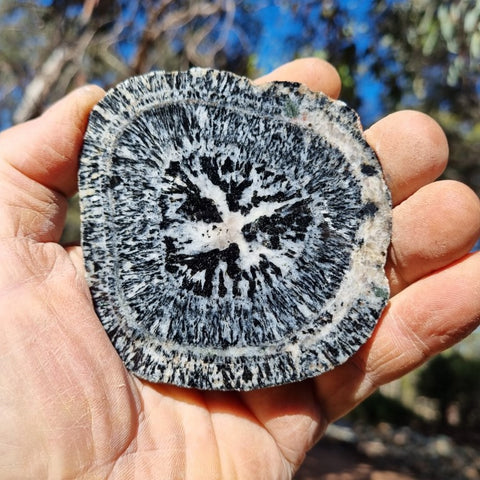 Polished Orbicular Granite slab OG173