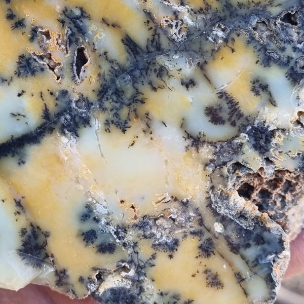 Polished Dendritic Opal slab DO178