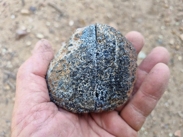 Pair of polished Orbicular Granite. OG174