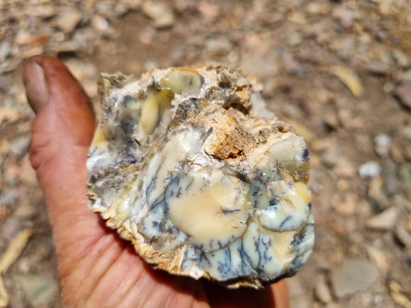 Dendritic Opal  rough.  DOR 199