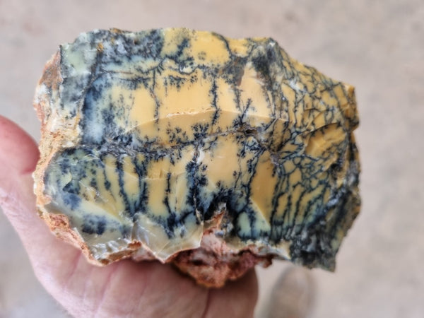 Dendritic Opal  rough.  DOR210