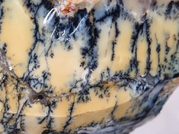 Dendritic Opal  rough.  DOR210