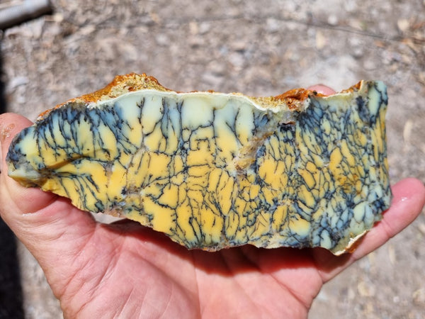 Dendritic Opal  rough.  DOR208