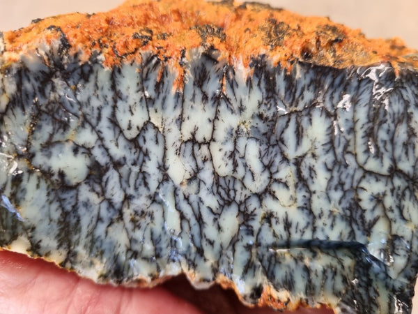 Dendritic Opal  rough.  DOR211