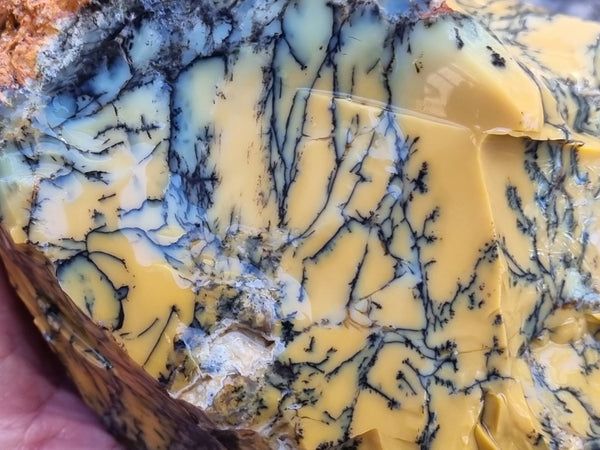 Dendritic Opal  rough.  DOR215