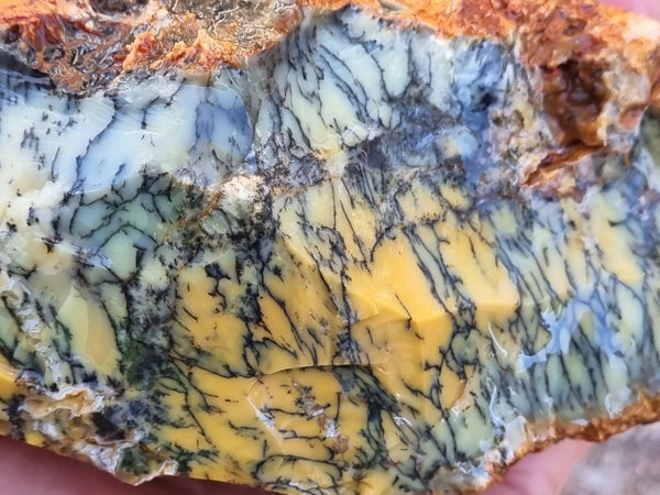 Dendritic Opal  rough.  DOR215