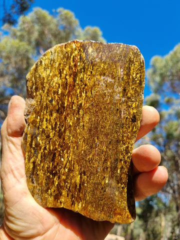 Polished Golden Amphibolite slab GA142