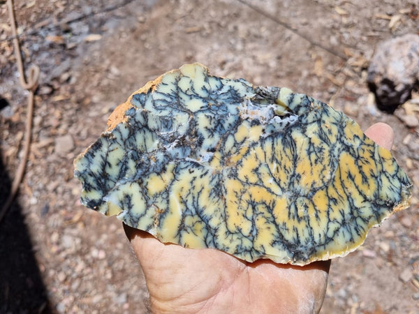 Dendritic Opal  rough.  DOR216