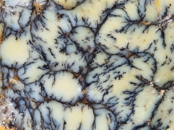 Dendritic Opal  rough.  DOR216