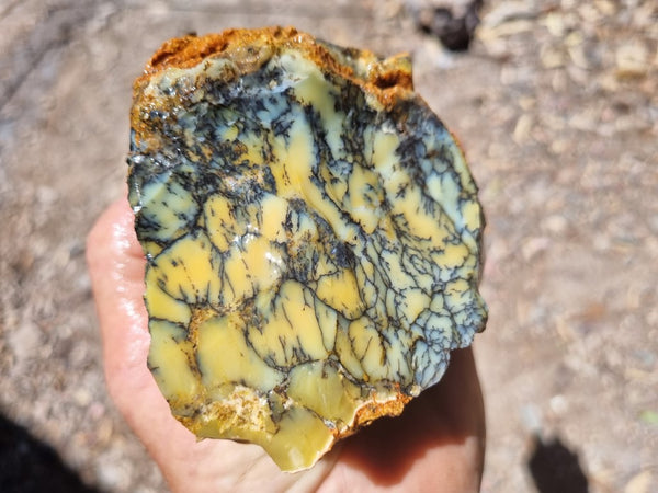 Dendritic Opal  rough.  DOR217