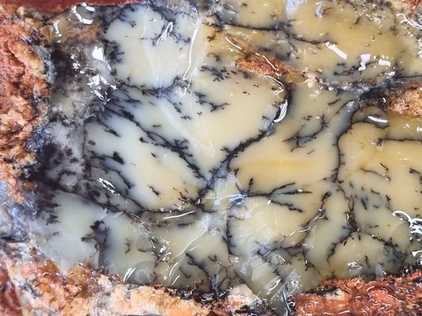 Dendritic Opal  rough.  DOR217