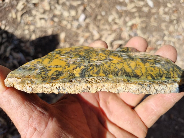 Polished Dendritic Opal slab DO184