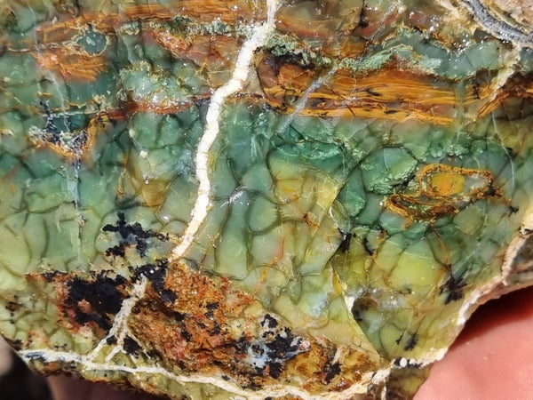 Green Opal  rough.  GOR 111