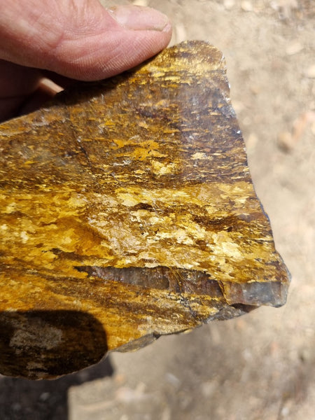 Polished Golden Amphibolite slab GA146