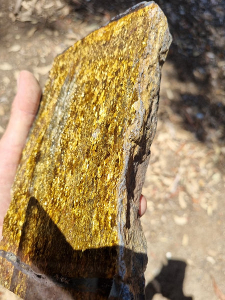 Polished Golden Amphibolite GA147