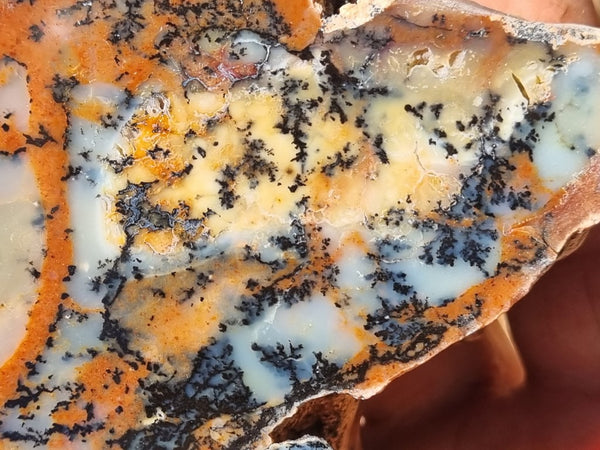 Polished Dendritic Opal DO186