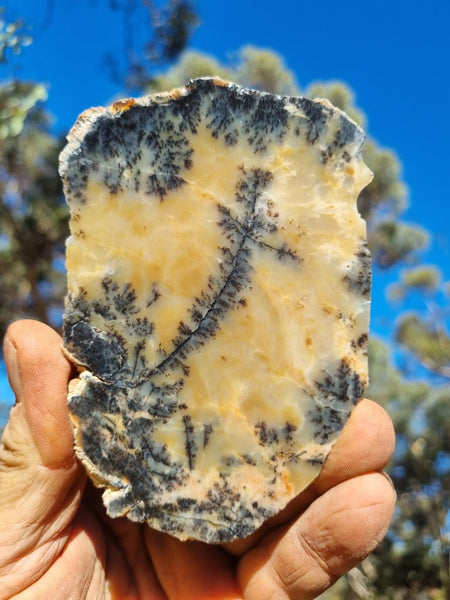 Polished Dendritic Opal slab DO187