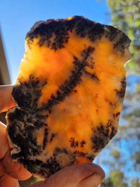 Polished Dendritic Opal slab DO187