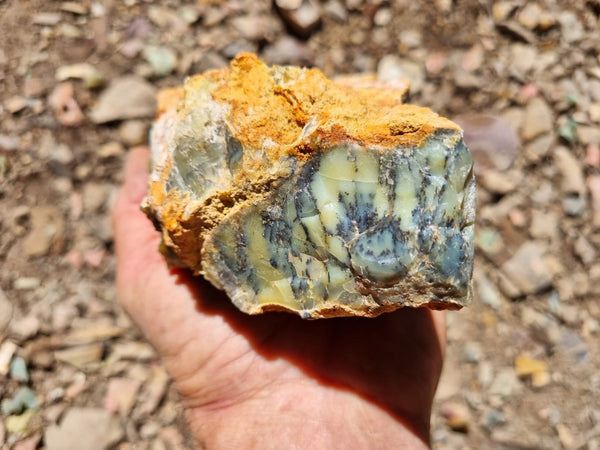 Dendritic Opal  rough.  DOR225