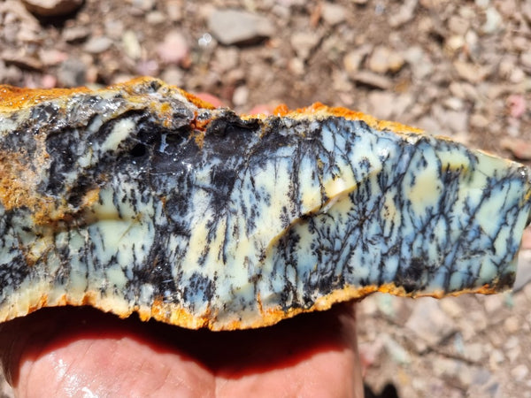 Dendritic Opal  rough.  DOR225