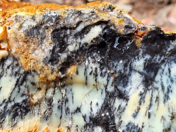 Dendritic Opal  rough.  DOR225