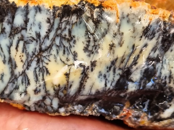 Dendritic Opal  rough.  DOR225