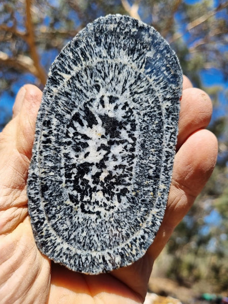 Polished Orbicular Granite. OG178