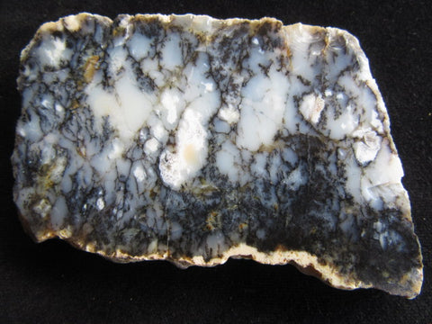 Polished Dendritic Opal DO123