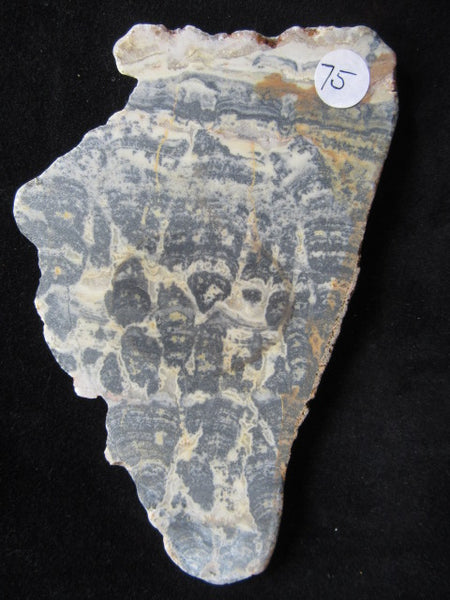 Polished fossil stromatolite. Asperia ashburtonia. ASP139