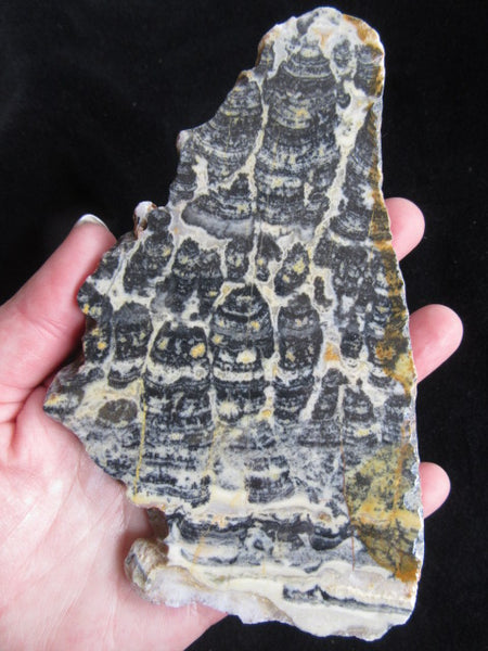 Polished fossil stromatolite. Asperia ashburtonia. ASP139