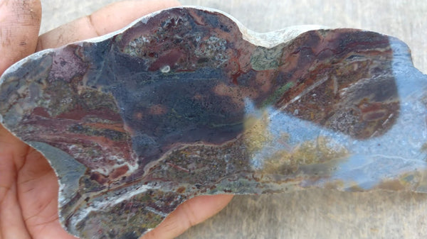 Polished fossil stromatolite . Carnegia wongawolensis   CAR102.