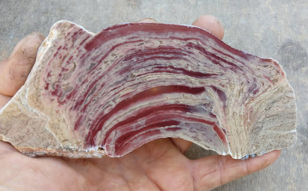 Polished fossil stromatolite. Domal from Irregully formation IRR114