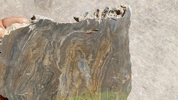 Polished fossil stromatolite . Conophyton garganicum australe.   CPH105.