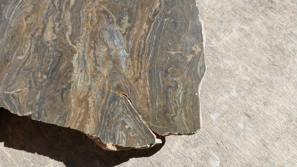 Polished fossil stromatolite . Conophyton garganicum australe.   CPH105.