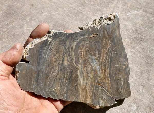 Polished fossil stromatolite . Conophyton garganicum australe.   CPH105.