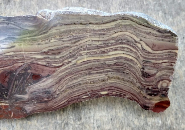 Polished fossil stromatolite. Domal from Irregully formation IRR120