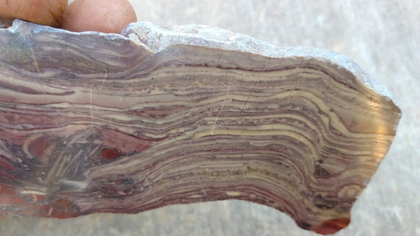 Polished fossil stromatolite. Domal from Irregully formation IRR120