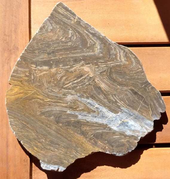 Polished fossil stromatolite . Conophyton garganicum australe.   CPH108.