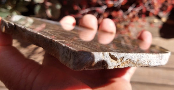 Polished fossil stromatolite . Conophyton garganicum australe.   CPH108.