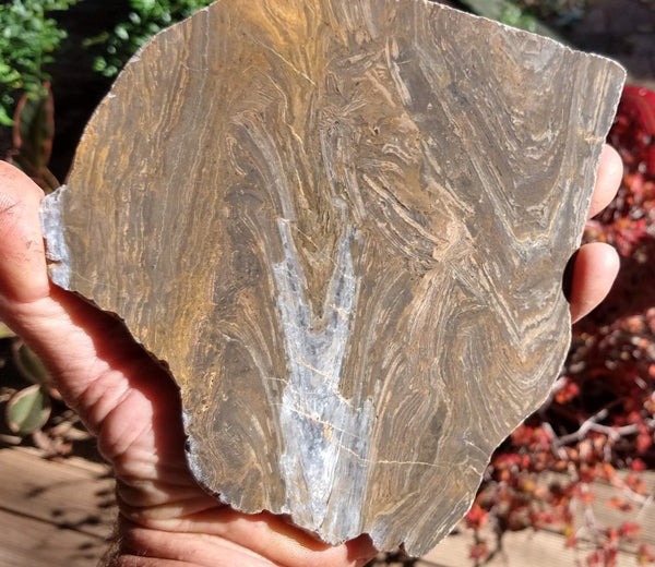 Polished fossil stromatolite . Conophyton garganicum australe.   CPH108.