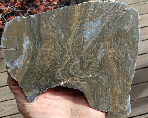 Polished fossil stromatolite . Conophyton garganicum australe.   CPH111.