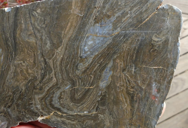 Polished fossil stromatolite . Conophyton garganicum australe.   CPH111.