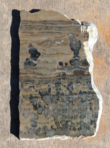 Polished fossil stromatolite. Asperia digitata YD108