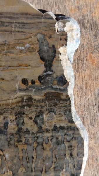 Polished fossil stromatolite. Asperia digitata YD108