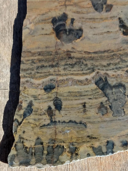 Polished fossil stromatolite. Asperia digitata YD110