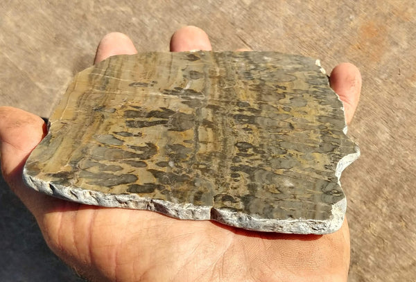 Polished fossil stromatolite. Asperia digitata YD112